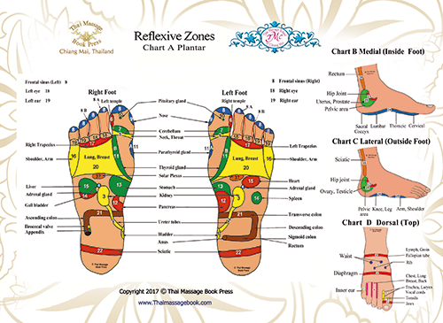 Thai Reflexology Chart